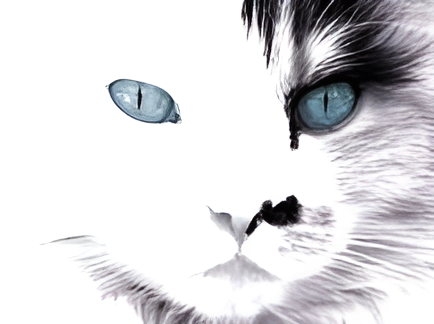 Кошка - загадка древней цивилизации 2 hd crop 2c07146388c26063d08073eea7e085d1 6838575275696